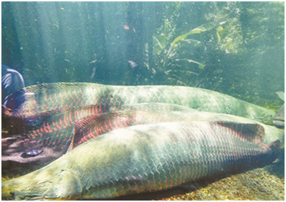 W020181102588831414410.png 3