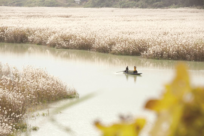 風入蒹葭，來咸寧看一場“蘆花飛雪”