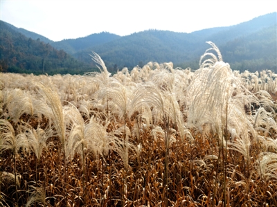 蘆花搖曳冬陽里　一湖詩意醉游人