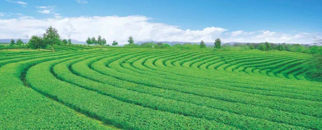 風過董家嶺茶園